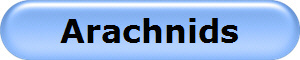 Arachnids